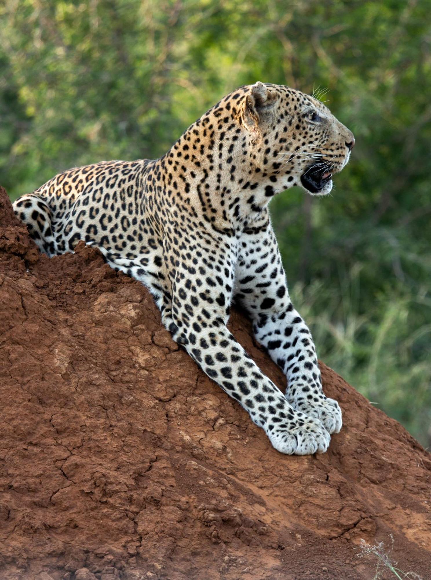 Tuningi Safari Lodge Madikwe Game Reserve Ngoại thất bức ảnh