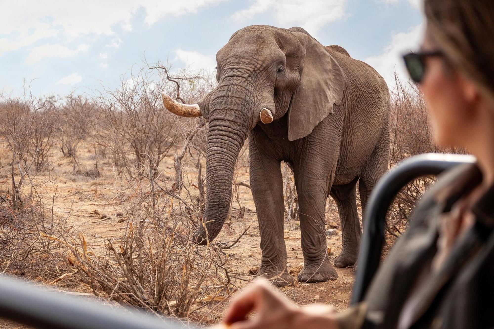 Tuningi Safari Lodge Madikwe Game Reserve Ngoại thất bức ảnh
