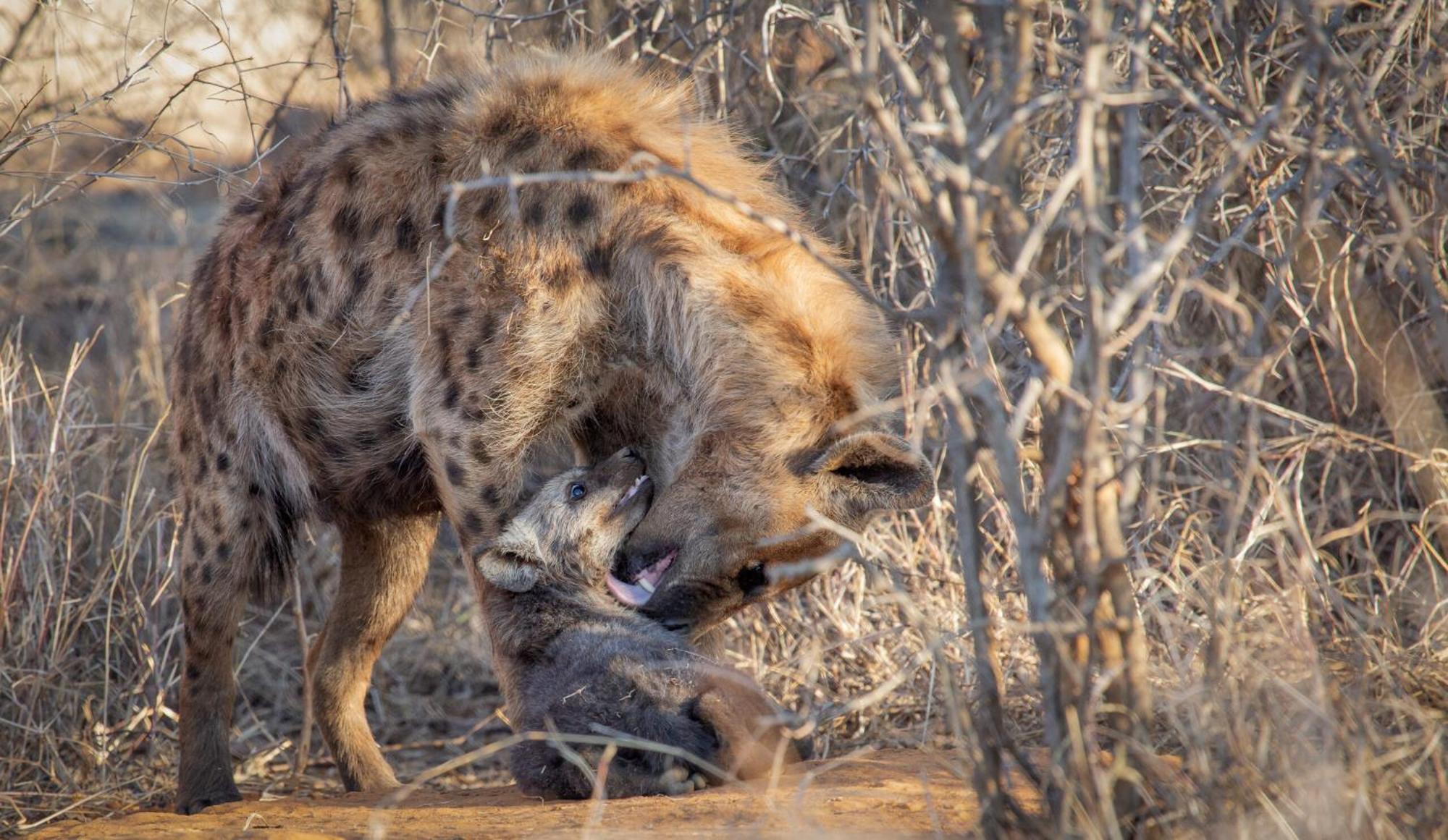 Tuningi Safari Lodge Madikwe Game Reserve Ngoại thất bức ảnh