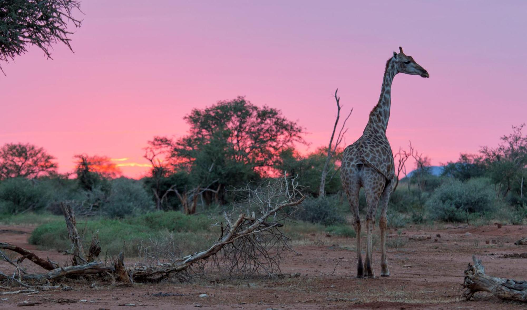 Tuningi Safari Lodge Madikwe Game Reserve Ngoại thất bức ảnh