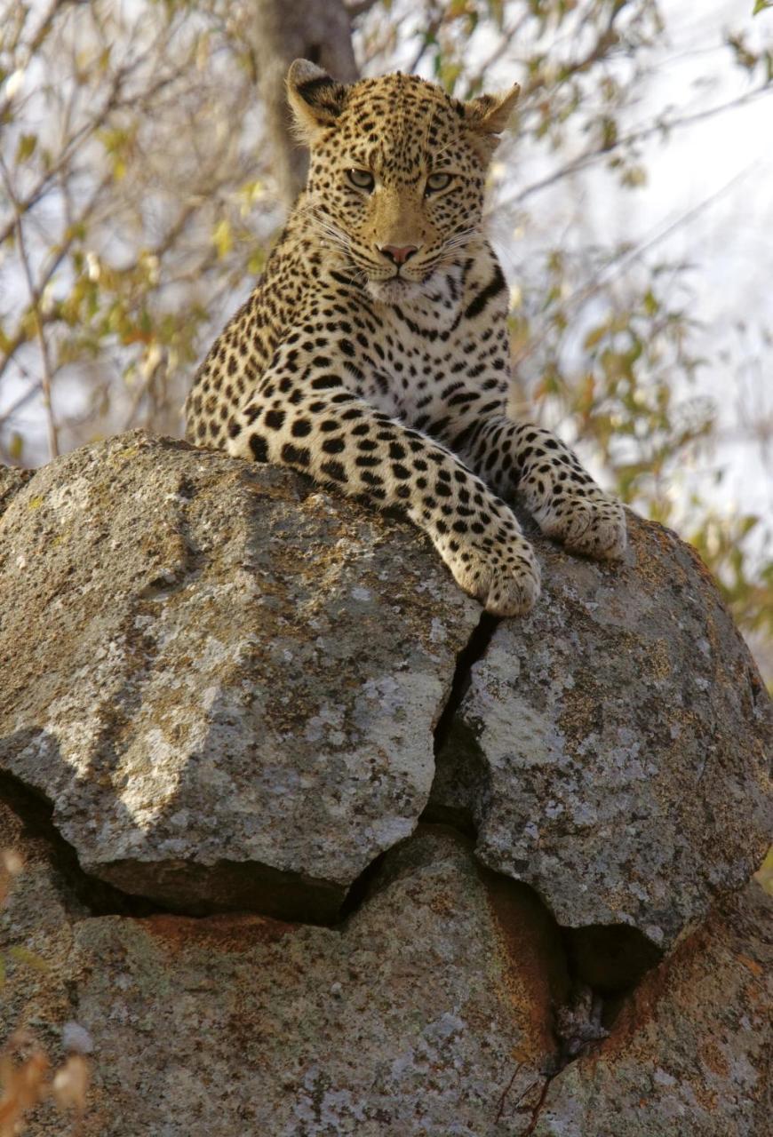 Tuningi Safari Lodge Madikwe Game Reserve Ngoại thất bức ảnh
