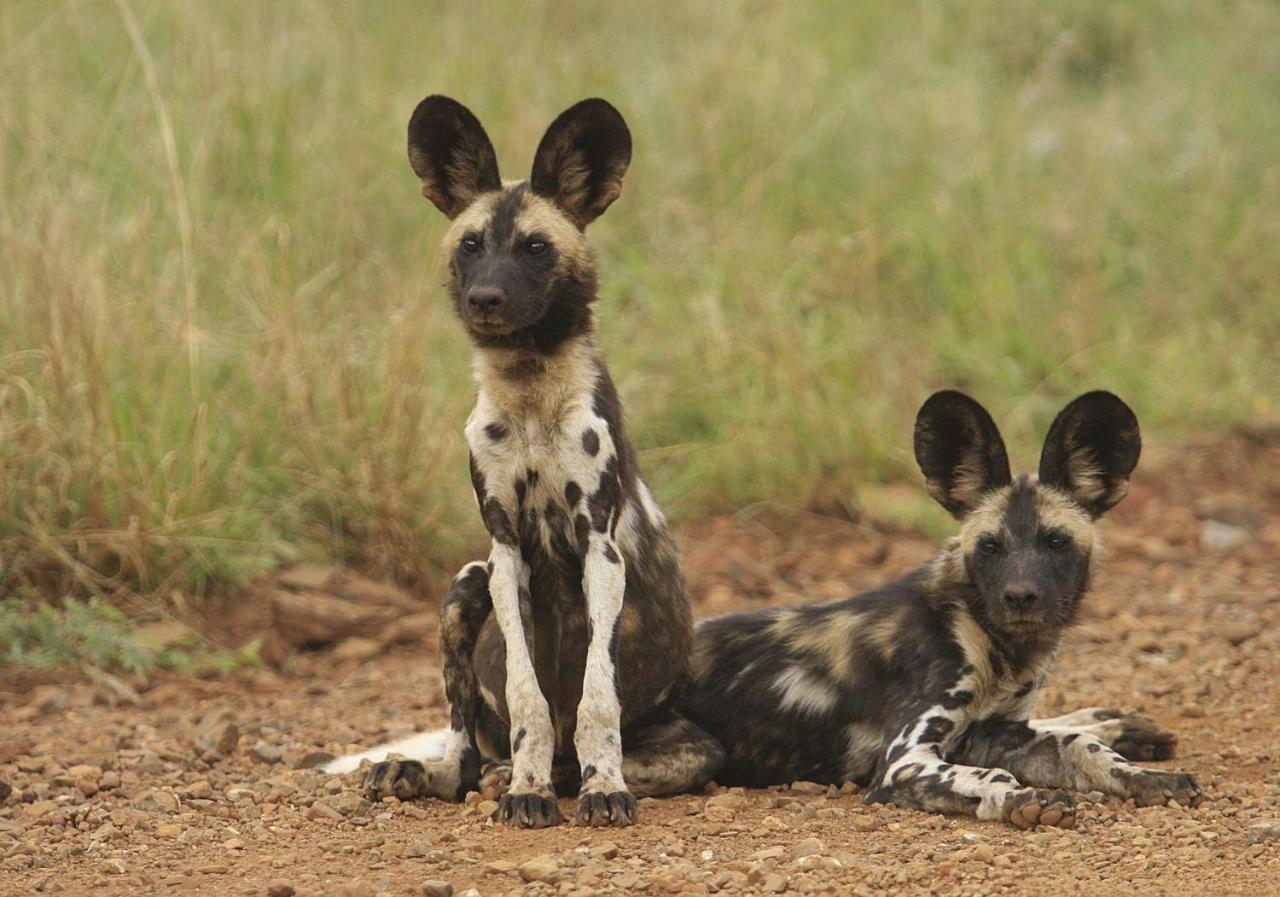 Tuningi Safari Lodge Madikwe Game Reserve Ngoại thất bức ảnh