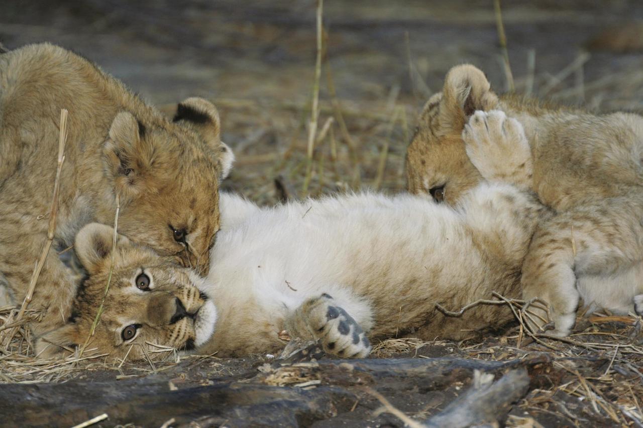 Tuningi Safari Lodge Madikwe Game Reserve Ngoại thất bức ảnh