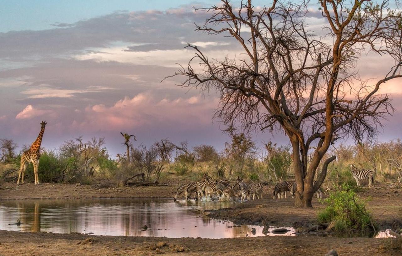 Tuningi Safari Lodge Madikwe Game Reserve Ngoại thất bức ảnh
